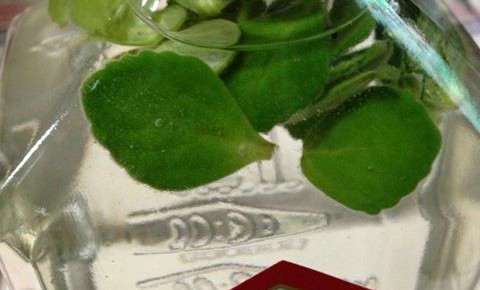 アロマティカス アロマティカス