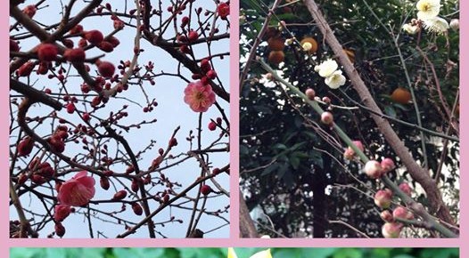 梅、桃、桜と、順番に。