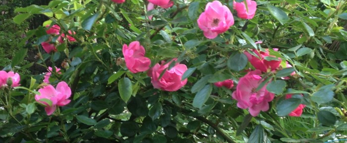 誕生日を迎えました 誕生日を迎えました