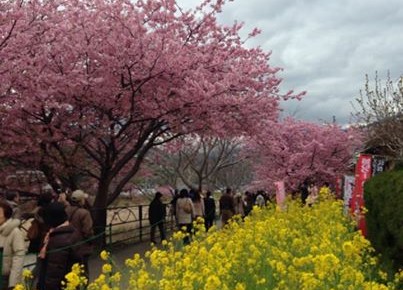 河津桜 河津桜