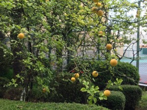 10175043_10202132969793454_119714993186252436_n