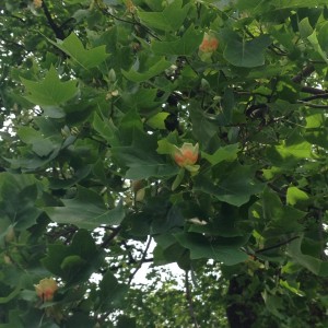 10268689_10202279111646909_5341393496010367382_n