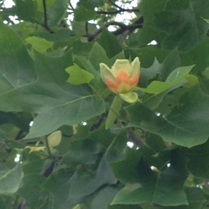 10292385_10202279111166897_1878928073782300119_n