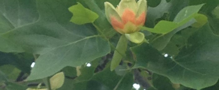 ユリノキの花 ユリノキの花