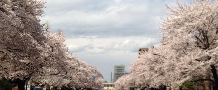 国立でお花見 国立でお花見