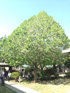 984070_10202209043415247_4299689293119511798_n